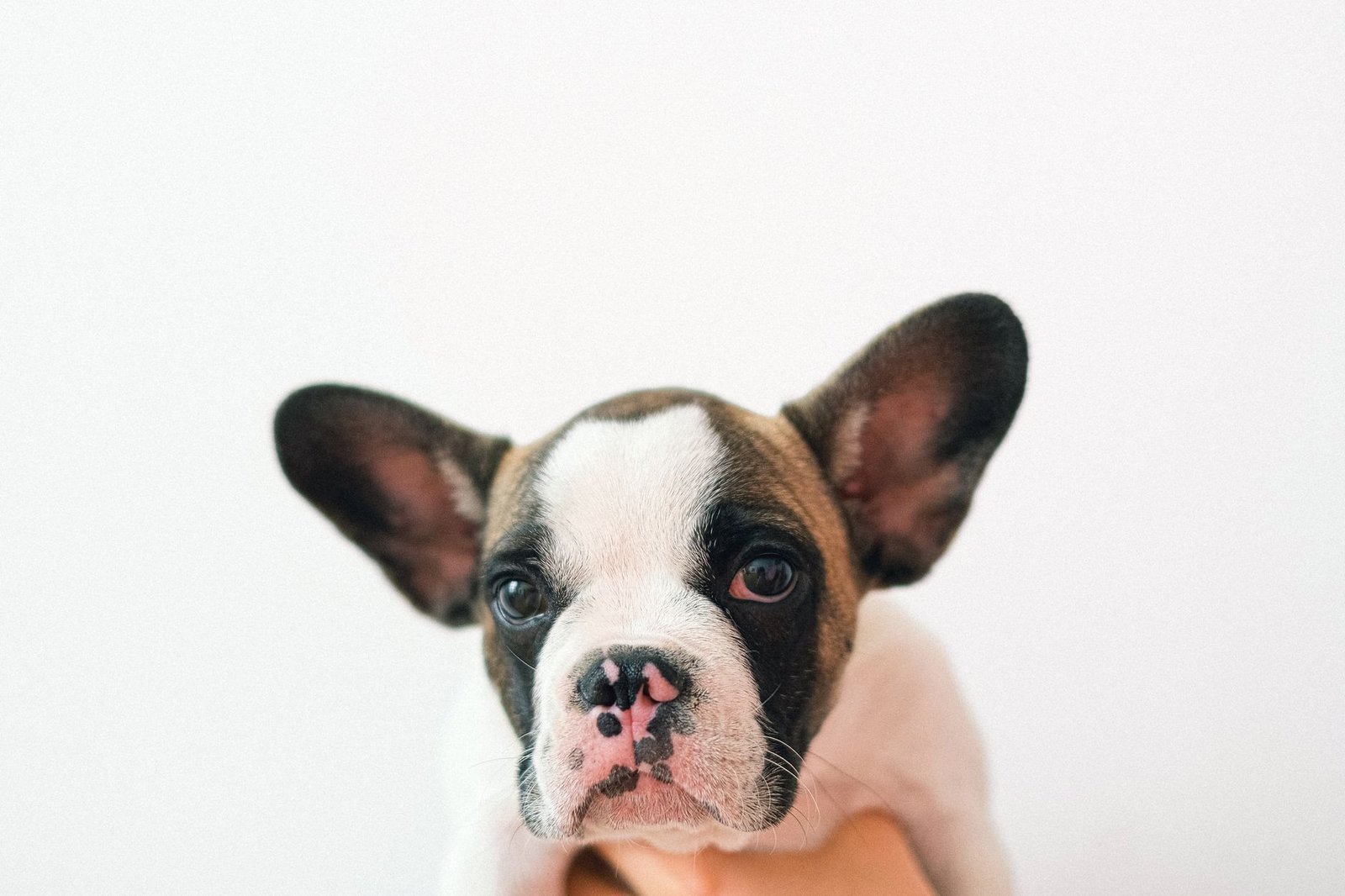 Celebrity Pet Trends: What Furry Friends Are Ruling Hollywood in 2026?